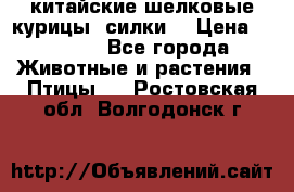 китайские шелковые курицы (силки) › Цена ­ 2 500 - Все города Животные и растения » Птицы   . Ростовская обл.,Волгодонск г.